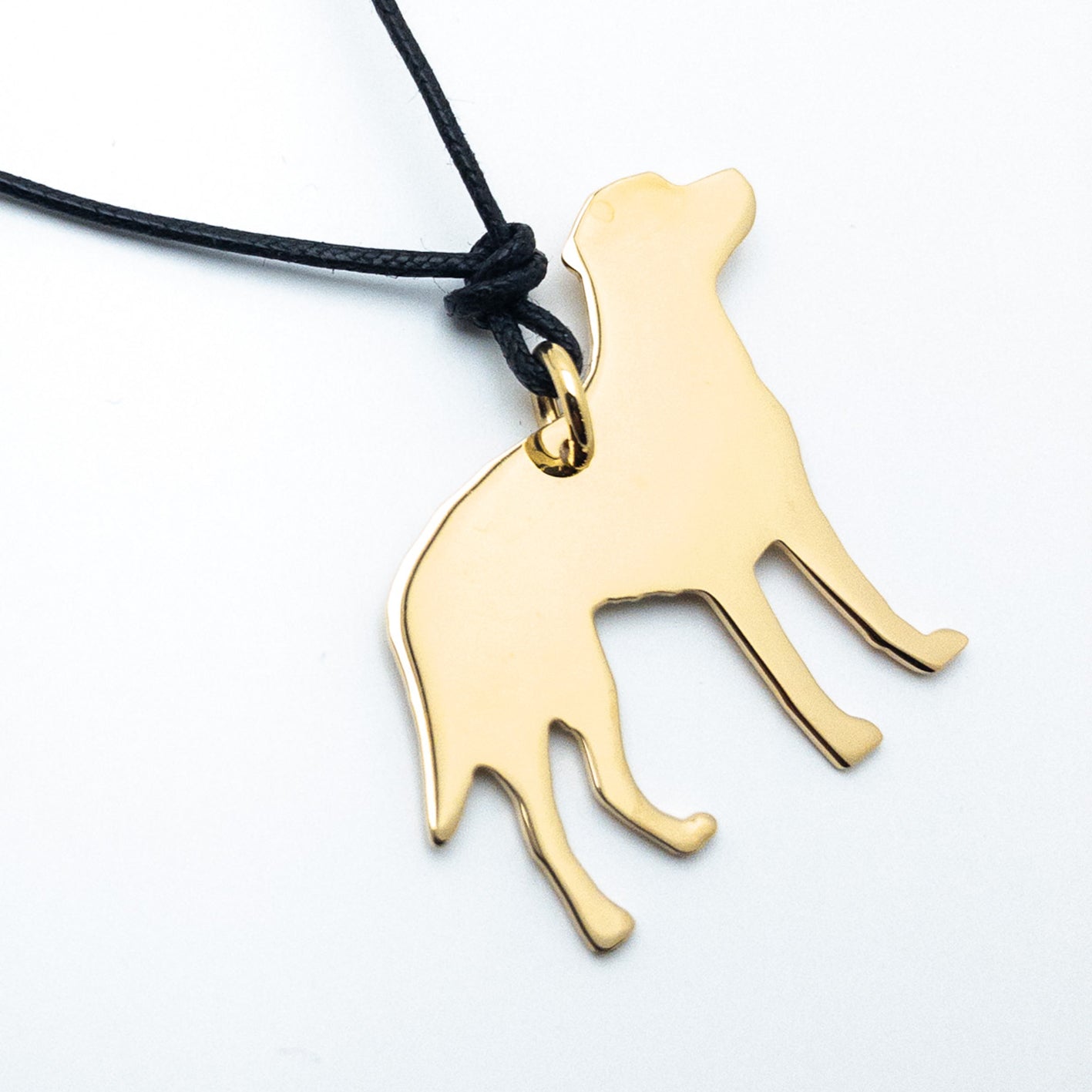 Labrador