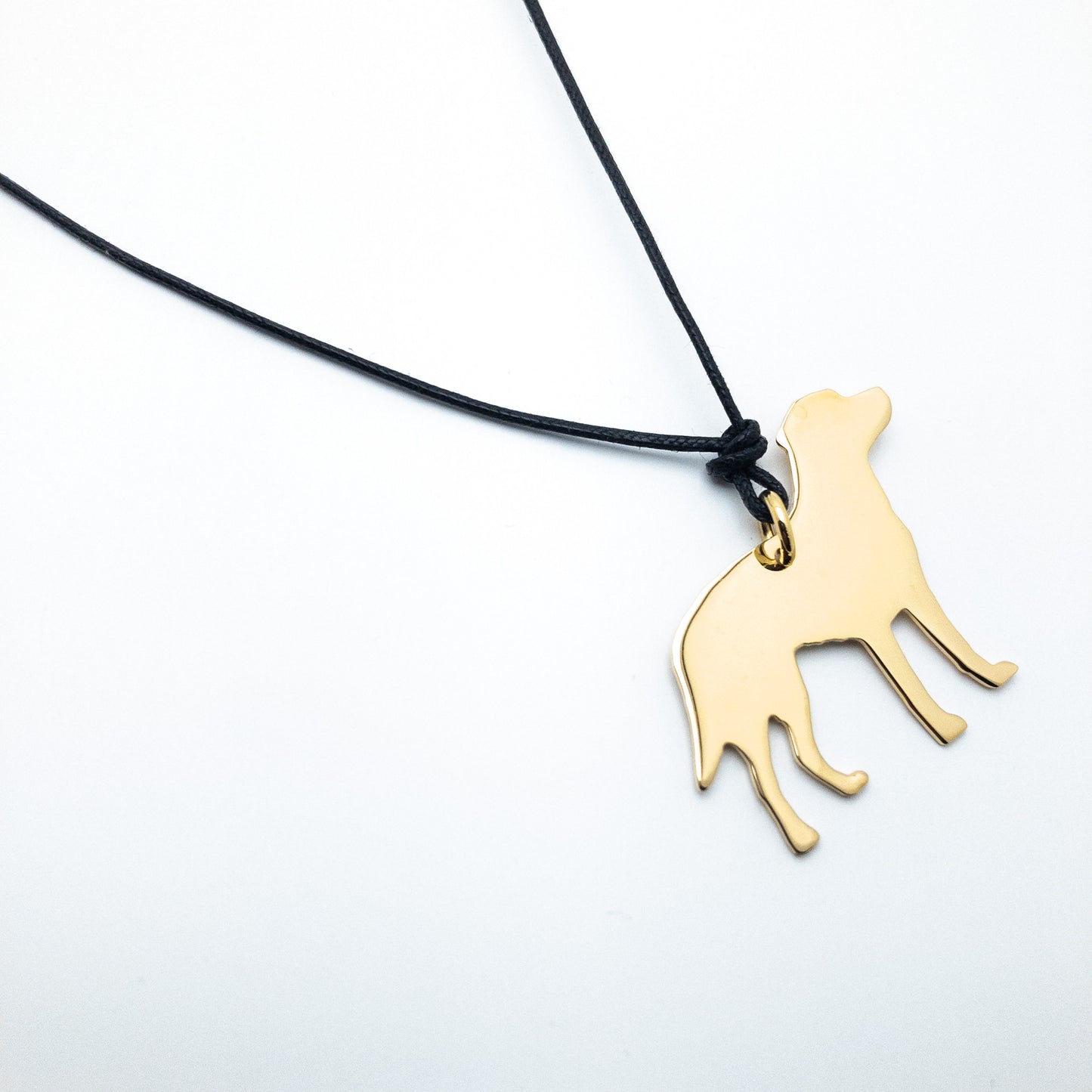 Labrador